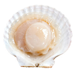 Fresh raw open scallop in white shell. delicious gourmet seafood delicacy ready for cooking and fine dining