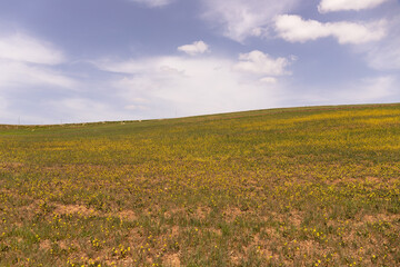 Mountain fields with yellow flowers.