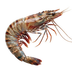 Appetizing raw tiger prawn fresh whole uncooked shrimp. Delicious seafood crustacean natural gourmet ingredient
