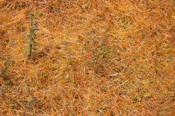 Yellow grass creeping along the ground.