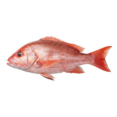 Whole raw red snapper fish, fresh catch seafood ingredient for healthy gourmet cooking. natural, still subject