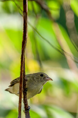 Moments of bird