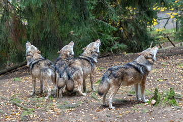 Wölfe beim Heulen