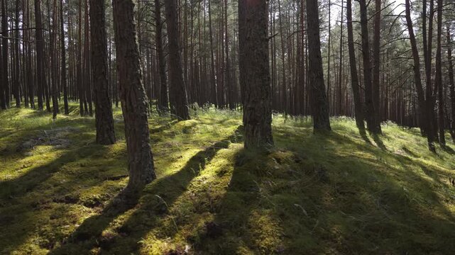 A walk in the National Park in Latvia at the summer. Coniferous forest in early early summer. Traps and directions for outdoor activities. - Powered by Adobe