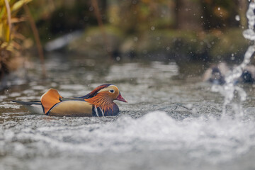 Mandarinente im Wasser