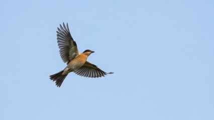 Obraz premium great blue heron