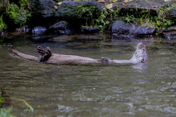 Obraz premium Fischotter