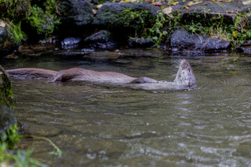 Fototapeta premium Fischotter