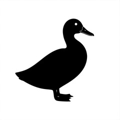 Obraz premium Female mallard duck isolated on a clean white background showing natural feathers and wildlife detail