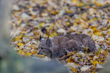 Luchs im Herbstlaub