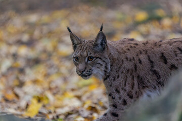 Luchs im Herbstlaub