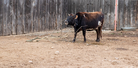 Shot of the cow in a village. Livestock