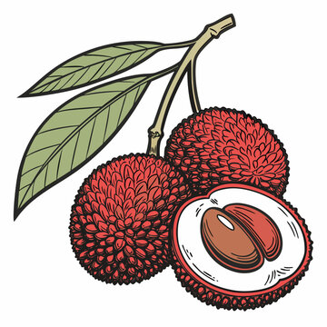 red bayberry on white background 