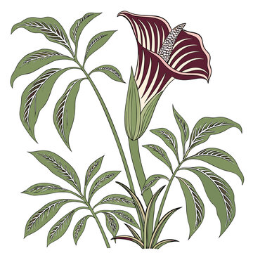 amorphophallus titanum on white background 