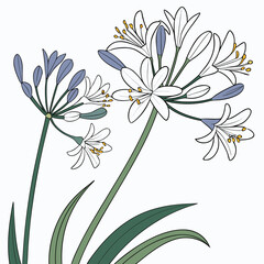 agapanthus white with leaves