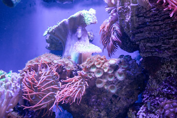 Marine aquarium with different corals. Ocean