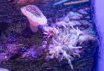 Marine aquarium with different corals. Ocean