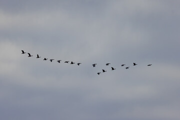 Graugänse am Himmel