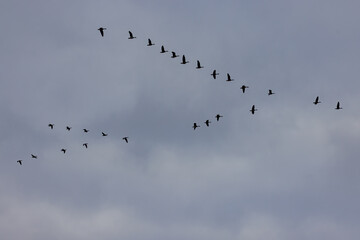 Graugänse am Himmel