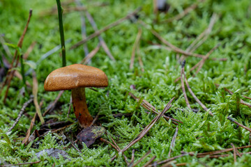 Pilz Macro im Wald