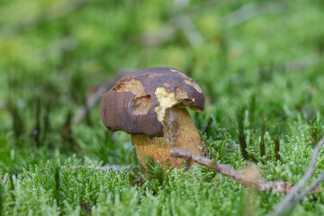 Pilz Macro im Wald