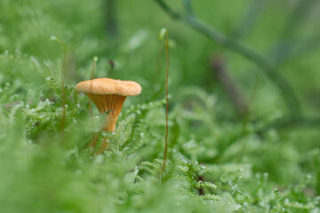 Pilz Macro im Wald