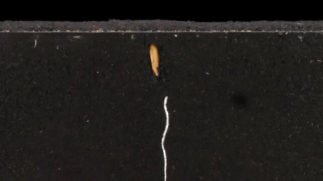 Germinating and growing melon seeds in rhizobox