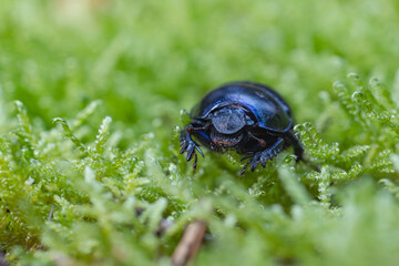 Macro Mistk&auml;fer im Moos 