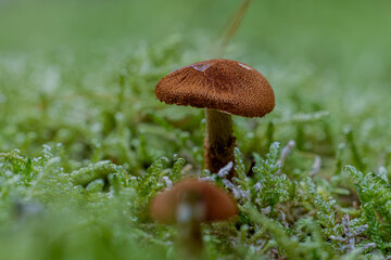 Pilz Macro im Wald