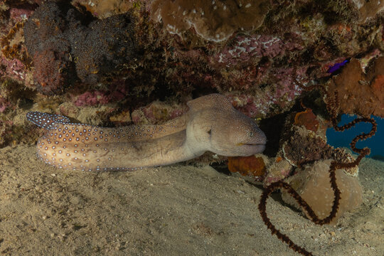 Moray eel Mooray lycodontis undulatus in the Red Sea, Eilat Israel
