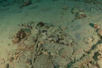 Fish swimming in the Red Sea, colorful fish, Eilat, Israel
