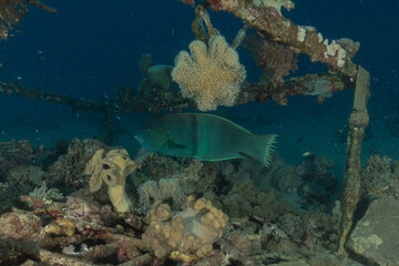 Fish swimming in the Red Sea, colorful fish, Eilat, Israel
