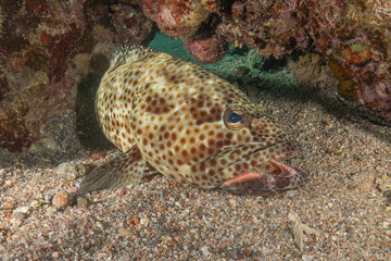 Fish swimming in the Red Sea, colorful fish, Eilat, Israel
