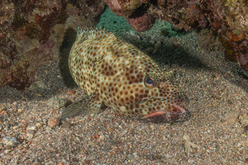 Fish swimming in the Red Sea, colorful fish, Eilat, Israel
