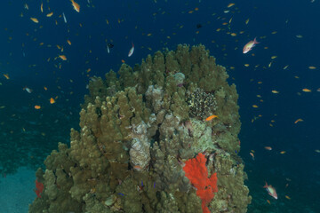 Coral reef and water plants in the Red Sea, Eilat Israel
