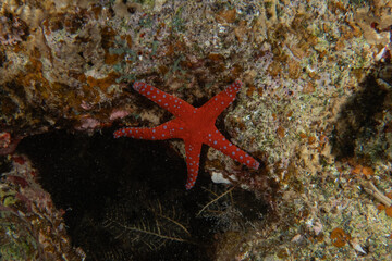 Starfish On the seabed in the Red Sea, Eilat Israel
