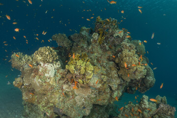 Coral reef and water plants in the Red Sea, Eilat Israel
