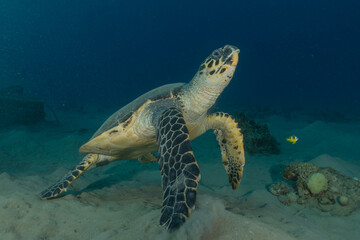 Fototapeta premium Hawksbill sea turtle in the Red Sea, Eilat Israel 