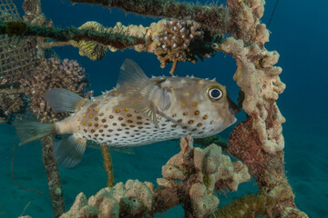 Fish swimming in the Red Sea, colorful fish, Eilat, Israel
