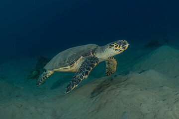 Fototapeta premium Hawksbill sea turtle in the Red Sea, Eilat Israel 