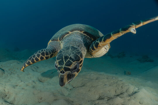 Hawksbill sea turtle in the Red Sea, Eilat Israel 
