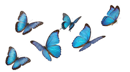 blue flying butterfly png suitable