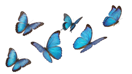 blue flying butterfly png suitable