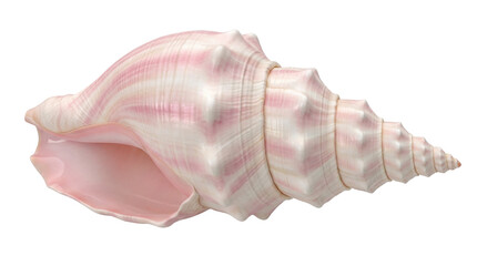 Pink conch shell PNG isolated on transparent background, beautiful sea snail with spiral shape for marine life and decoration