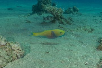 Fish swimming in the Red Sea, colorful fish, Eilat, Israel
