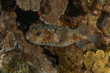 Fish swimming in the Red Sea, colorful fish, Eilat, Israel
