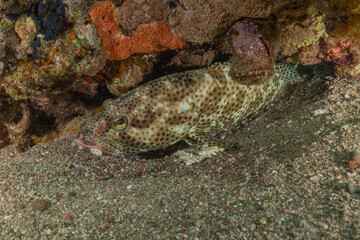 Fish swimming in the Red Sea, colorful fish, Eilat, Israel
