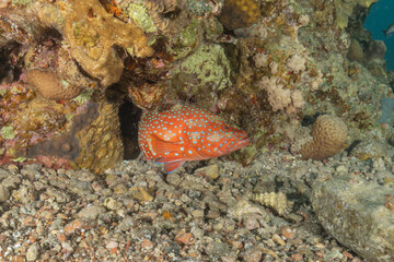 Fish swimming in the Red Sea, colorful fish, Eilat, Israel
