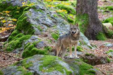 Wolf
