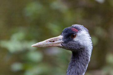 Naklejka premium Kranich